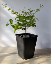 Cargar imagen en el visor de la galería, Jazmín Español