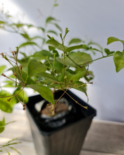 Cargar imagen en el visor de la galería, Jazmín Español