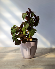 Cargar imagen en el visor de la galería, Dolar negro