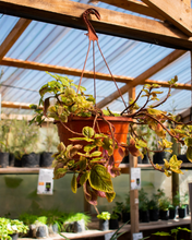 Cargar imagen en el visor de la galería, Dolar negro