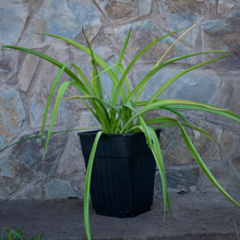 Cargar imagen en el visor de la galería, Cinta – Belleza Colgante que Purifica Tu Hogar