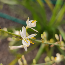 Cargar imagen en el visor de la galería, Cinta – Belleza Colgante que Purifica Tu Hogar