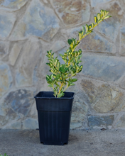 Cargar imagen en el visor de la galería, Evónimo Rastrero – Color y Cobertura Natural Todo el Año