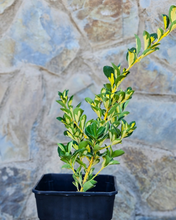 Cargar imagen en el visor de la galería, Evónimo Rastrero – Color y Cobertura Natural Todo el Año