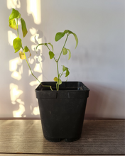 Cargar imagen en el visor de la galería, Cola de Camaron