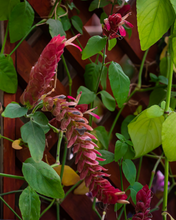 Cargar imagen en el visor de la galería, Cola de Camaron