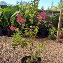 Cargar imagen en el visor de la galería, Crespón – El árbol que llena tu jardín de flores como papel crepé