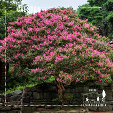 Cargar imagen en el visor de la galería, Crespón – El árbol que llena tu jardín de flores como papel crepé