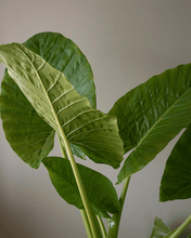 Cargar imagen en el visor de la galería, Manto de Eva Extra grande