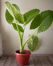 Cargar imagen en el visor de la galería, Manto de Eva Extra grande