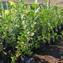 Cargar imagen en el visor de la galería, Quillay – El Quillay – Árbol Nativo Chileno que Protege y Embellece tu Entorno Nativo que Purifica y Florece Todo el Año