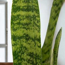 Cargar imagen en el visor de la galería, Sansevieria Zeylanica – Resistencia y Estilo para Tu Hogar u Oficina