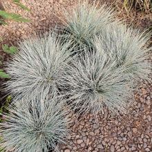 Cargar imagen en el visor de la galería, Festuca Glauca – Elegancia Azul para Jardines Modernos