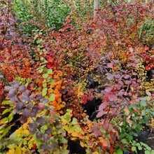 Cargar imagen en el visor de la galería, Berberis Purpurea – Color Intenso y Elegancia Natural para tu Jardín