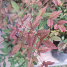 Cargar imagen en el visor de la galería, Nandina Doméstica – Color Todo el Año, Sin Complicaciones