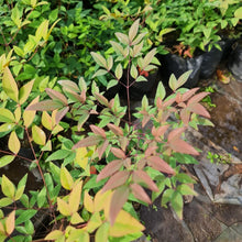 Cargar imagen en el visor de la galería, Nandina Doméstica – Color Todo el Año, Sin Complicaciones