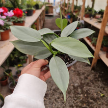 Cargar imagen en el visor de la galería, Filodendro Silver – Hojas Plateadas que Iluminan tu Espacio