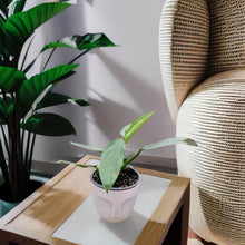 Cargar imagen en el visor de la galería, Filodendro Silver – Hojas Plateadas que Iluminan tu Espacio