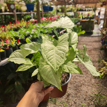Cargar imagen en el visor de la galería, Singonio Plateado – Elegancia natural que ilumina tus espacios interiores