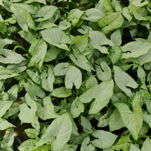 Cargar imagen en el visor de la galería, Singonio Plateado – Elegancia natural que ilumina tus espacios interiores