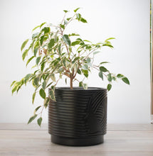 Cargar imagen en el visor de la galería, Maceta Noir Elegance