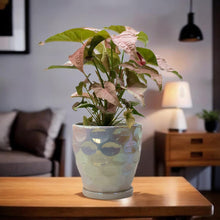 Cargar imagen en el visor de la galería, Maceta Rosa Encantada