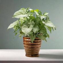 Cargar imagen en el visor de la galería, Maceta cerámica dorada