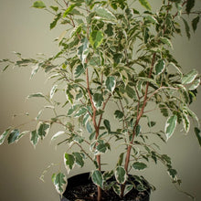 Cargar imagen en el visor de la galería, Ficus Samantha Grande