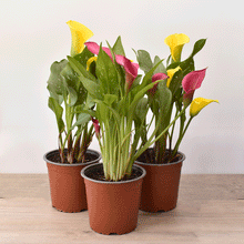 Cargar imagen en el visor de la galería, Cala de Color – Elegancia en Flor Todo el Año