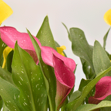 Cargar imagen en el visor de la galería, Cala de Color – Elegancia en Flor Todo el Año