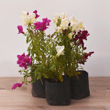 Cargar imagen en el visor de la galería, Perrito (Cartucho) – Color y Alegría para tu Jardín o Terraza