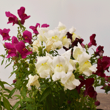 Cargar imagen en el visor de la galería, Perrito (Cartucho) – Color y Alegría para tu Jardín o Terraza