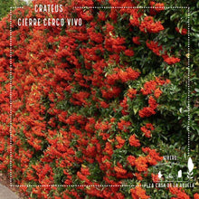 Cargar imagen en el visor de la galería, Crataegus – Seguridad Natural y Belleza en tu Cierre Perimetral
