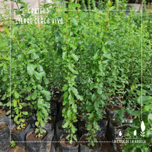 Cargar imagen en el visor de la galería, Crataegus – Seguridad Natural y Belleza en tu Cierre Perimetral