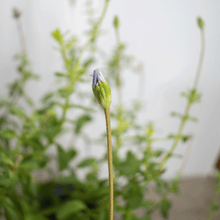 Cargar imagen en el visor de la galería, Felicia – Un Cielo Azul Florido en tu Jardín Todo el Año