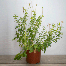 Cargar imagen en el visor de la galería, Felicia – Un Cielo Azul Florido en tu Jardín Todo el Año