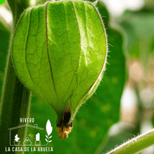 Cargar imagen en el visor de la galería, Goldenberries – El Frutal Exótico que Llena tu Jardín de Sabor, Color y Vitalidad