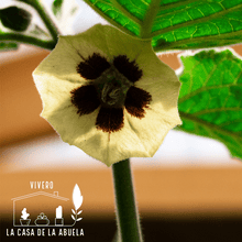 Cargar imagen en el visor de la galería, Goldenberries – El Frutal Exótico que Llena tu Jardín de Sabor, Color y Vitalidad