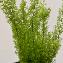 Cargar imagen en el visor de la galería, Helecho Mergery – Hojas suaves que iluminan con frescura tus espacios interiores
