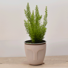 Cargar imagen en el visor de la galería, Helecho Mergery – Hojas suaves que iluminan con frescura tus espacios interiores