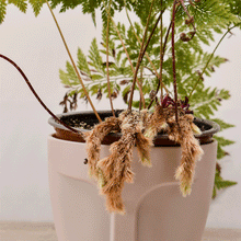 Cargar imagen en el visor de la galería, Helecho Pata de Conejo – Textura Salvaje y Encanto Natural para tu Hogar