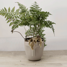 Cargar imagen en el visor de la galería, Helecho Pata de Conejo – Textura Salvaje y Encanto Natural para tu Hogar