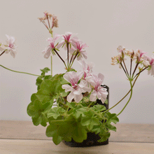 Cargar imagen en el visor de la galería, Hiedra Cardenal – La Trepadora que da Vida a tus Muros con Color y Elegancia