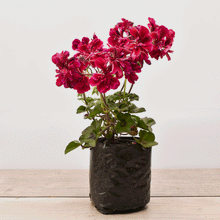 Cargar imagen en el visor de la galería, Hiedra Cardenal – La Trepadora que da Vida a tus Muros con Color y Elegancia