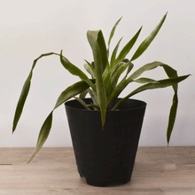 Cargar imagen en el visor de la galería, Lágrimas de Reina