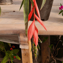 Cargar imagen en el visor de la galería, Lágrimas de Reina