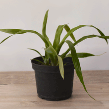 Cargar imagen en el visor de la galería, Lágrimas de Reina