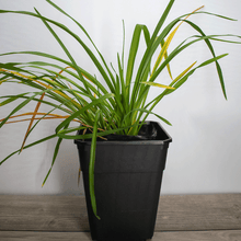 Cargar imagen en el visor de la galería, Lirio Caminante – Belleza Exótica que se Mueve Contigo