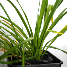 Cargar imagen en el visor de la galería, Lirio Caminante – Belleza Exótica que se Mueve Contigo