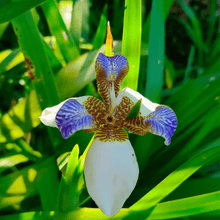Cargar imagen en el visor de la galería, Lirio Caminante – Belleza Exótica que se Mueve Contigo